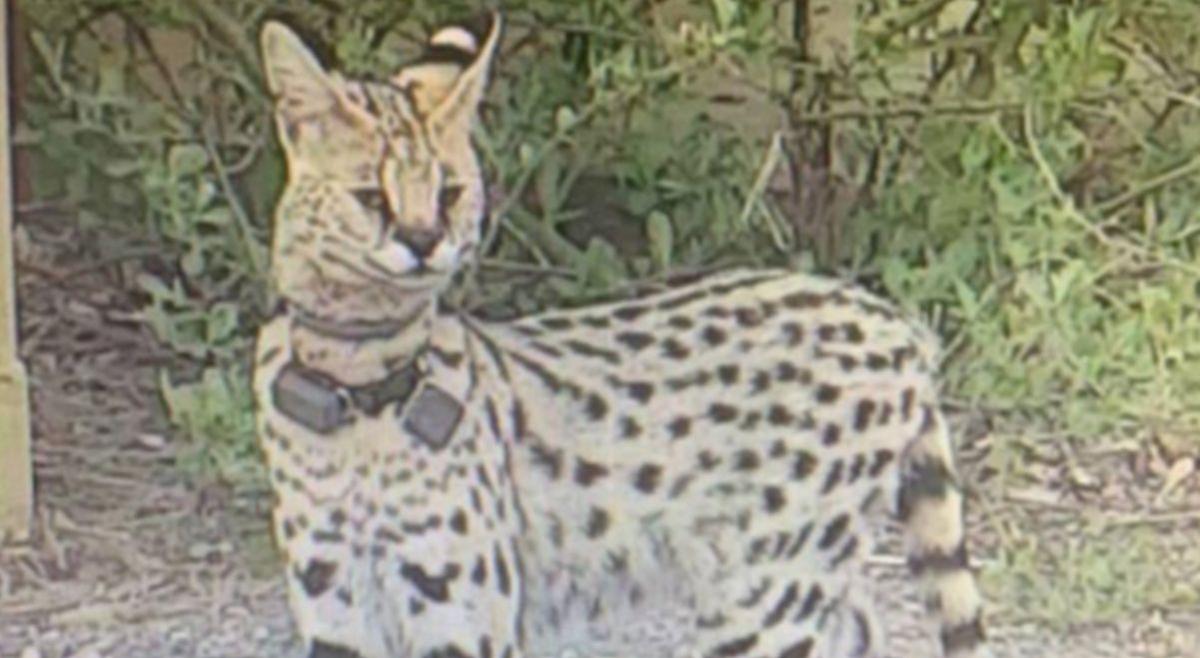 ‘Exotic’ Large Cat Is on the Loose in Virginia Beach, Say Officails
