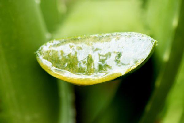 Anthraquinones of Aloe Vera (Wasanajai/Shutterstock)