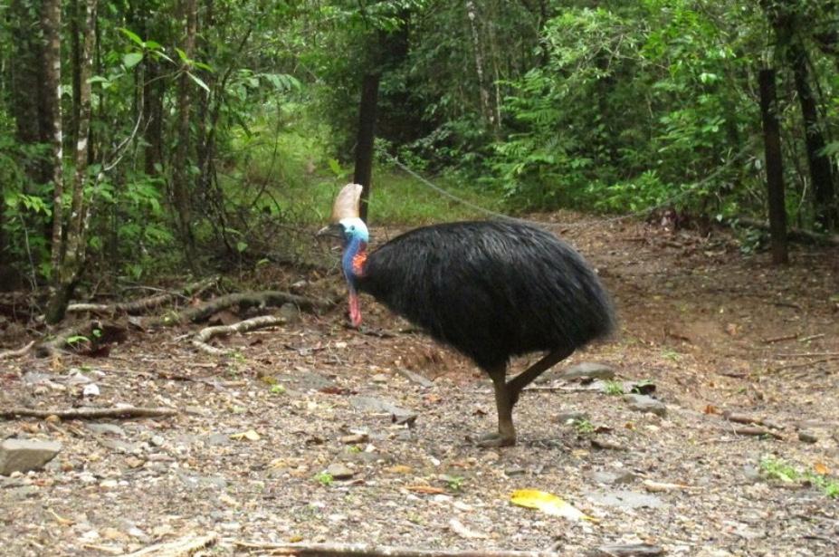 Florida Man Attacked and Killed by Cassowary Bird That Can ‘Slice Open Any Predator’