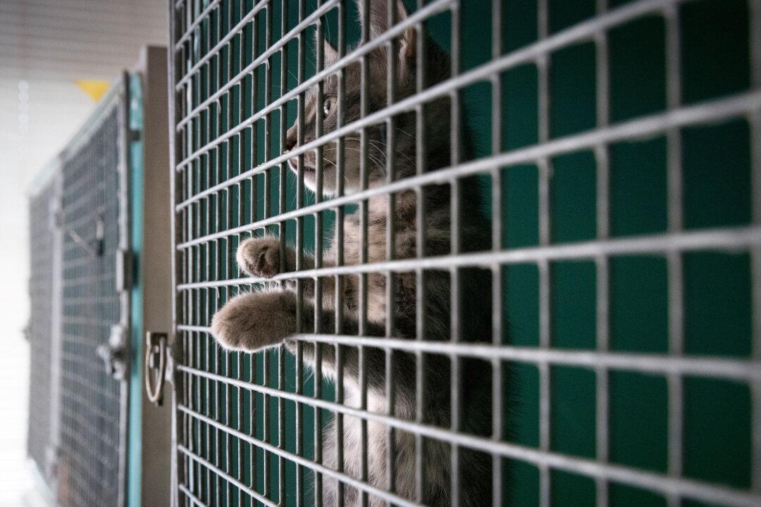 Stowaway Cat Survives 3 Week Voyage Without Food or Water
