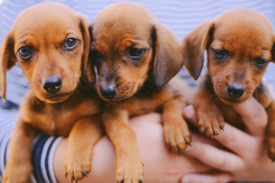 12 Dehydrated Newborn Pups Dumped in Plastic Crate Rescued in the Nick of Time