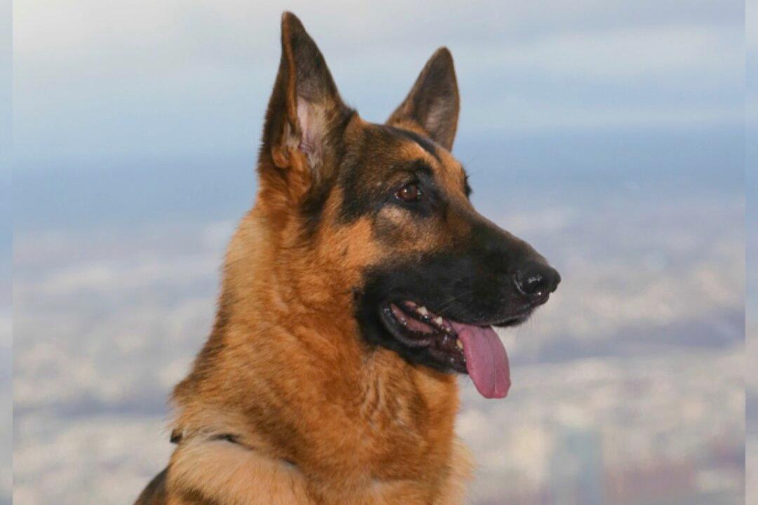 Woman Facing Charges for Starving Two Dogs Locked in a Cage Together, One Eats the Other