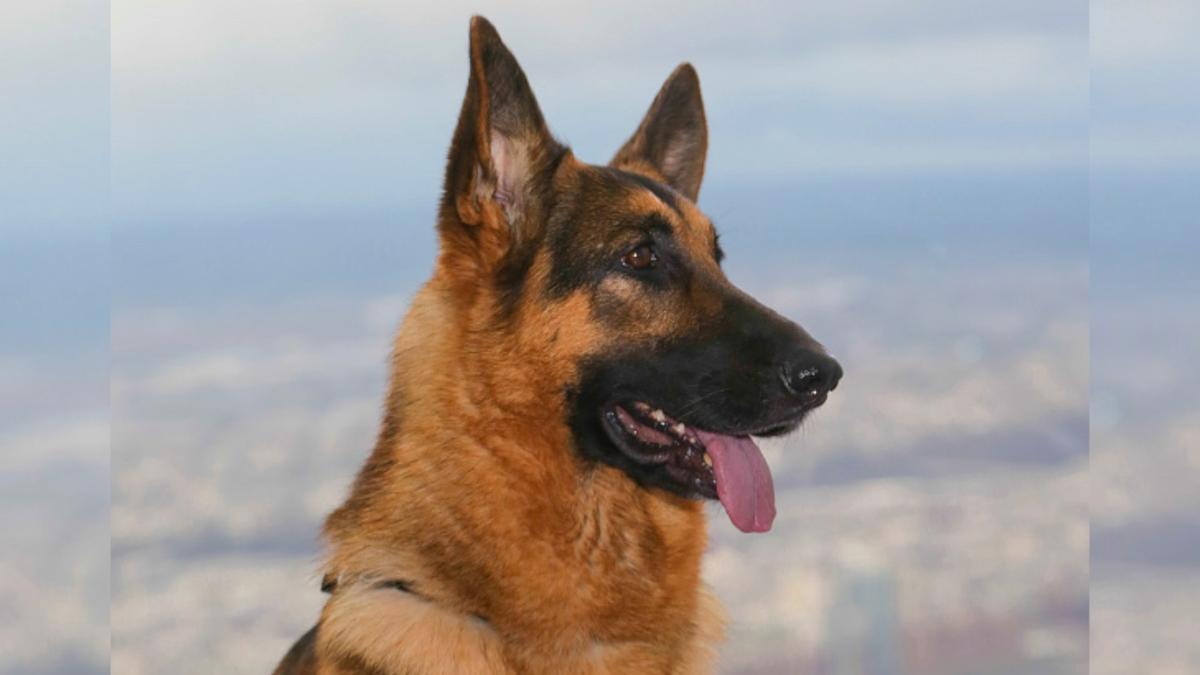 Woman Facing Charges for Starving Two Dogs Locked in a Cage Together, One Eats the Other