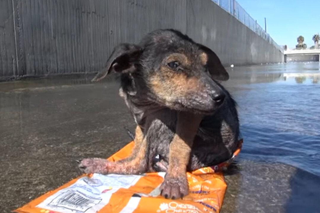 Pup with Leg Cut Off Gets Choked and Thrown 30Ft, Manages to Miraculously Survive