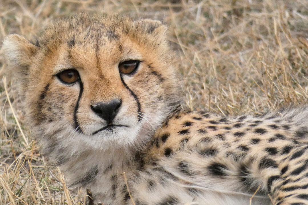 Metro Richmond Zoo Welcomes Cheetah Septuplets: It’s a Rare 1 Percent Chance