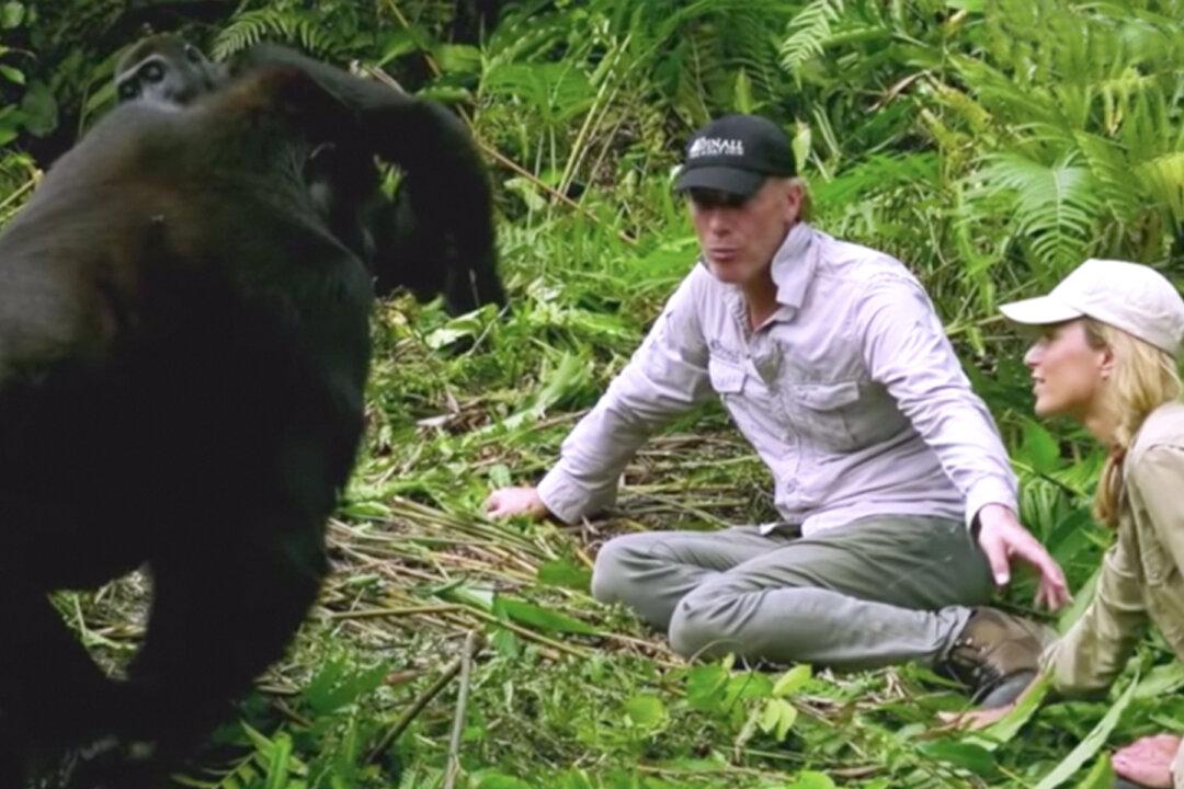 Conservationist Introduces Wife to His Gorilla Friends and They’re ‘In Love With Her’