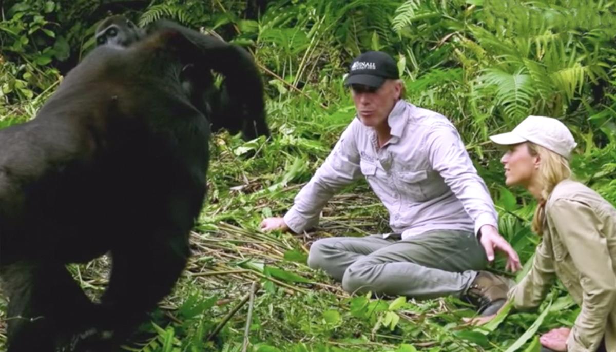 Conservationist Introduces Wife to His Gorilla Friends and They’re ‘In Love With Her’