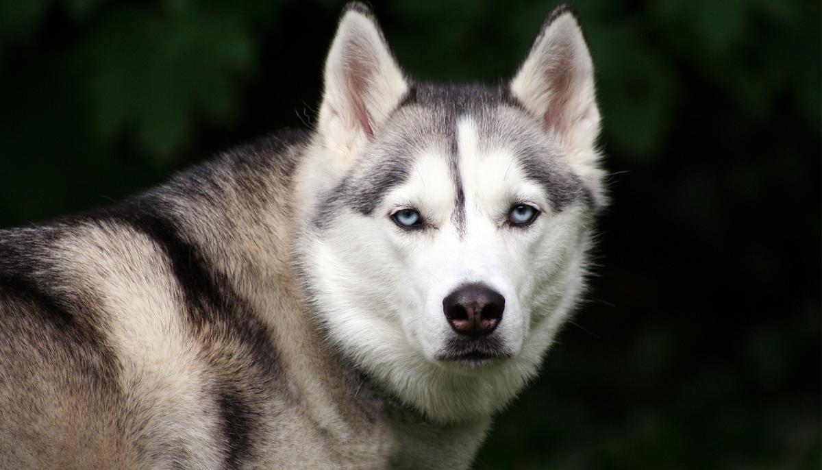 Woman Finds Lost Husky in the Woods Befriending Wild Deer After It Goes Missing for Days