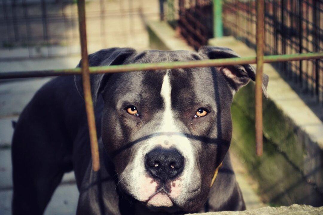 Woman Likely Killed by Dogs in Bakersfield Costco Parking Lot