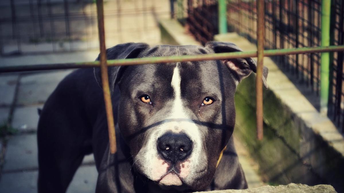 Pit Bull Mauls Man Who Was Protecting His Baby in New York Park