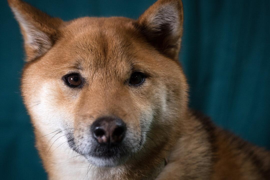 Student Tortures Caged Dog, University Suspected of Concealing Abuse