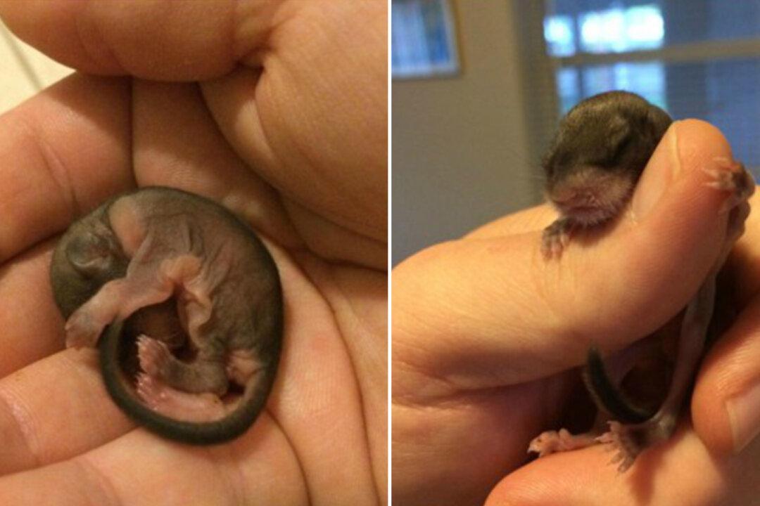 Man Rescues ‘Strange’ Animal Dying on Street, the Critter Surprises All After Growing Up