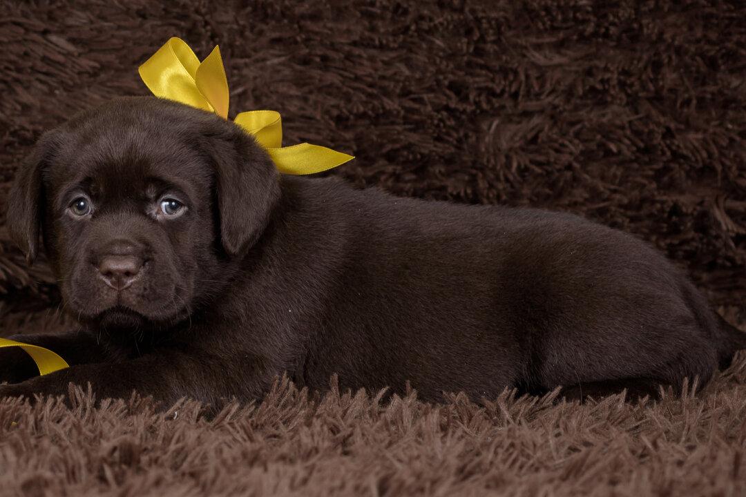 Dog Trainer Comes Up With Genius Way to Tell People Their Dogs Don’t Want to Be Pet