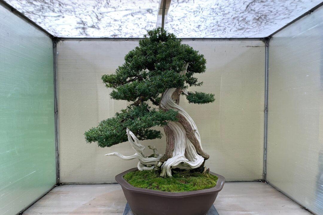 Enliven Your Spirit at the Pacific Bonsai Museum