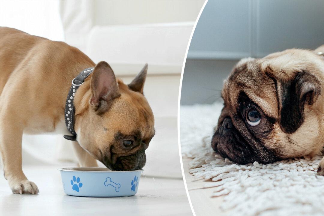 Animal Behavior Study Discovers Your Dog May Be Lying to You!