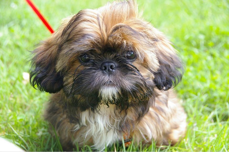 Healthy Dog Euthanized to Be Buried With Its Dead Owner: Report