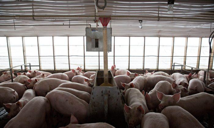 Consumers Are Losing the War Against Meat Antibiotics