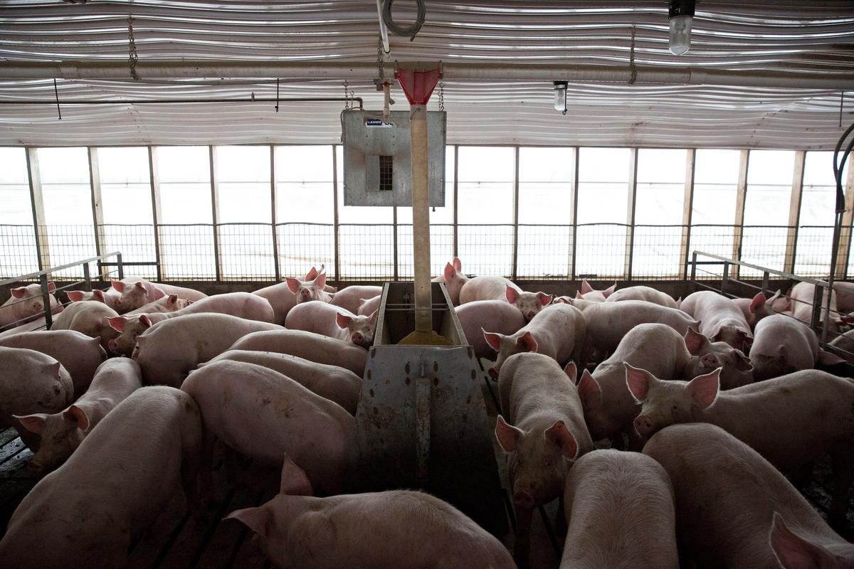 China Eyes US Poultry, Pork Imports in Trade Talks