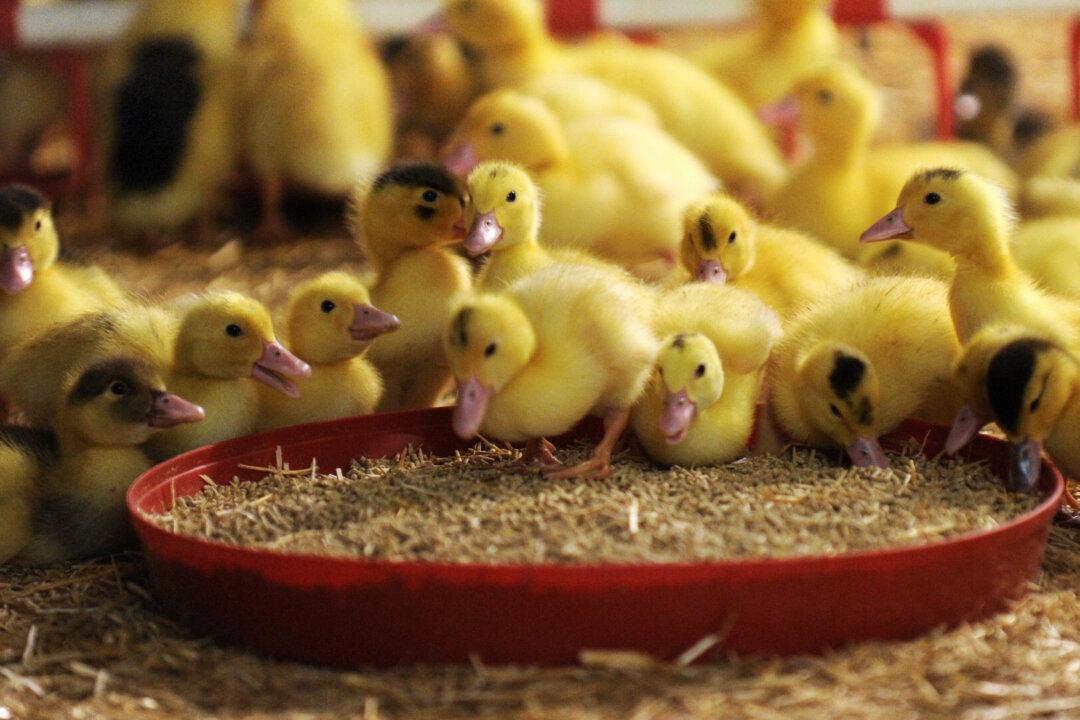 Woman Herds 6,000 Ducks by Herself