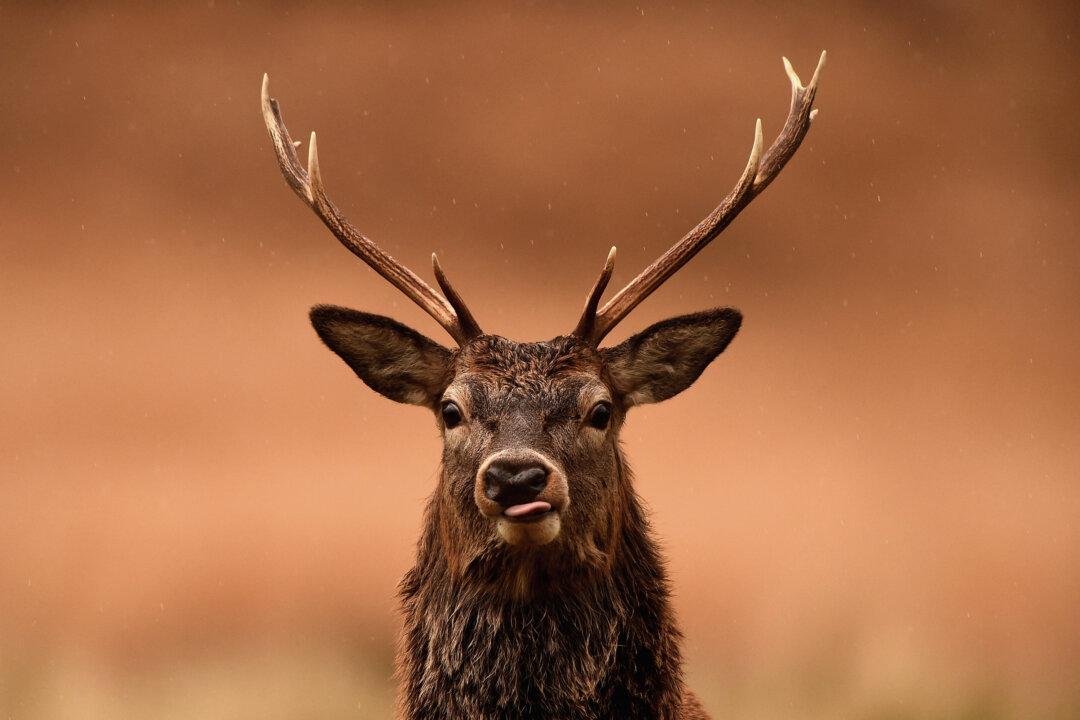 Pet Deer Kills Man And Leaves Woman With Life-Threatening Injuries