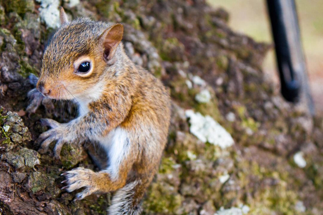 Adorable Squirrel Comes Back to Rescuer’s Home After Human Saves Her