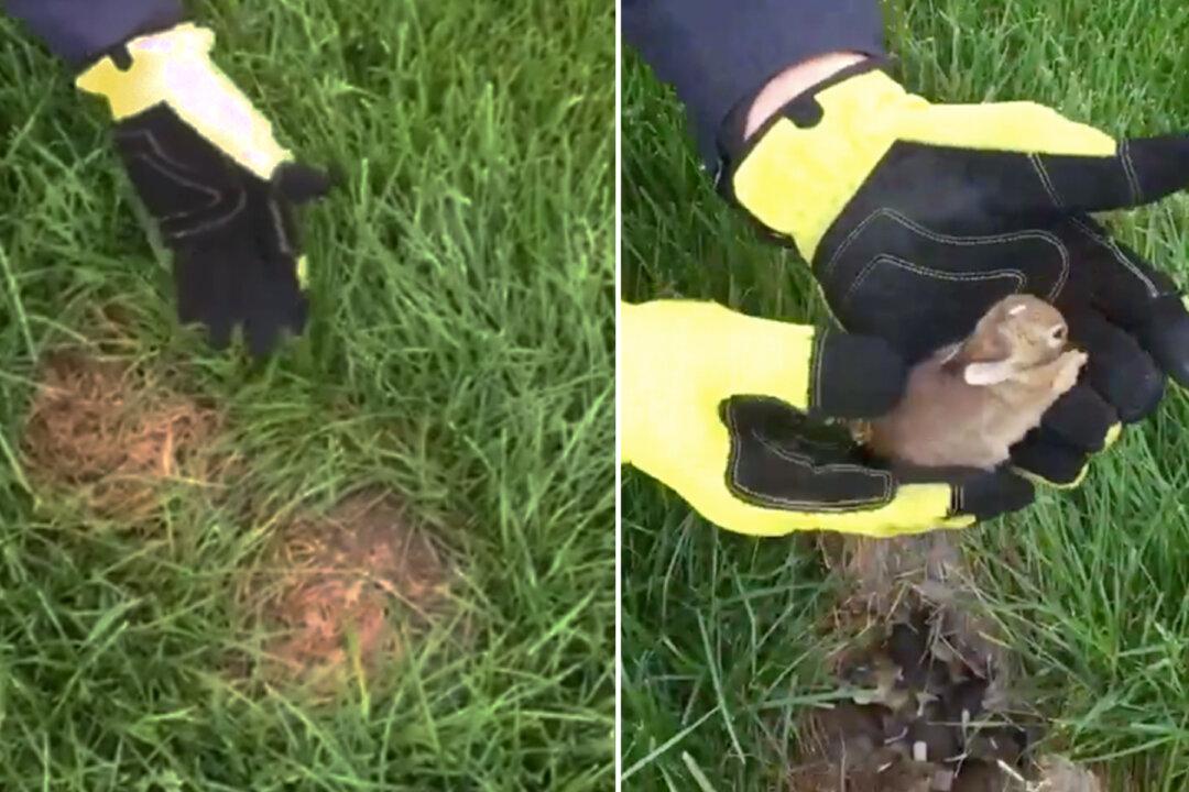 If You Discover a Bunny Nest in Your Yard, Here’s Why You Shouldn’t Move It