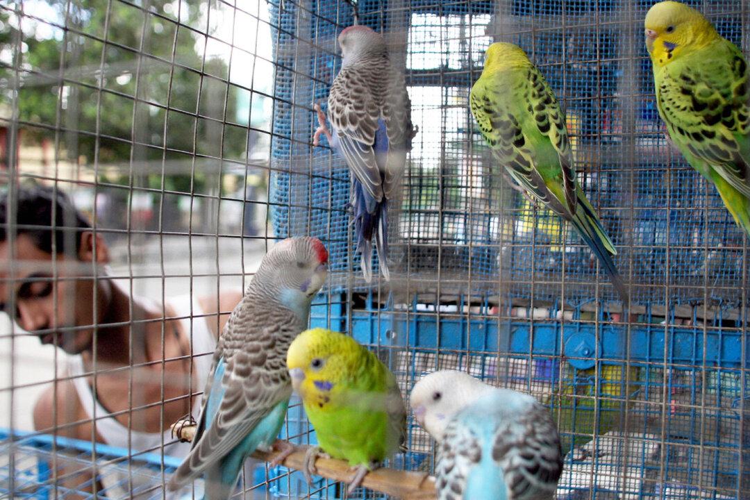 Wildlife Officers Rescue 550 Birds Stuffed in Tiny Cages From Illegal Pet Market in India