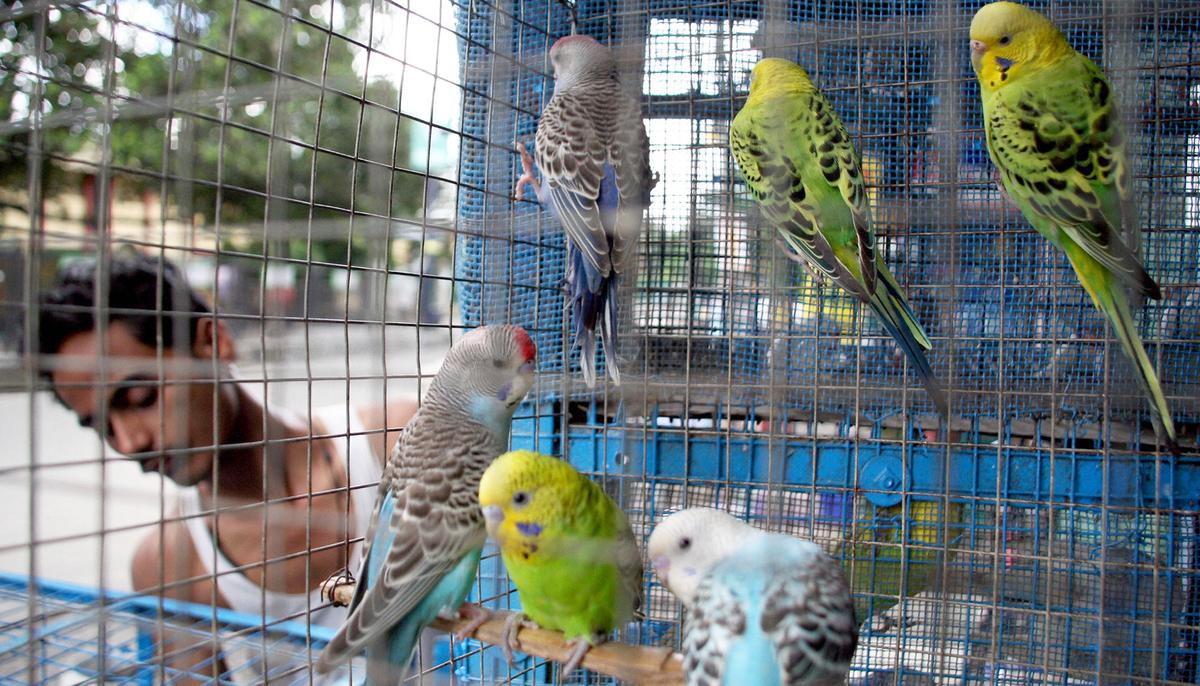 Wildlife Officers Rescue 550 Birds Stuffed in Tiny Cages From Illegal Pet Market in India