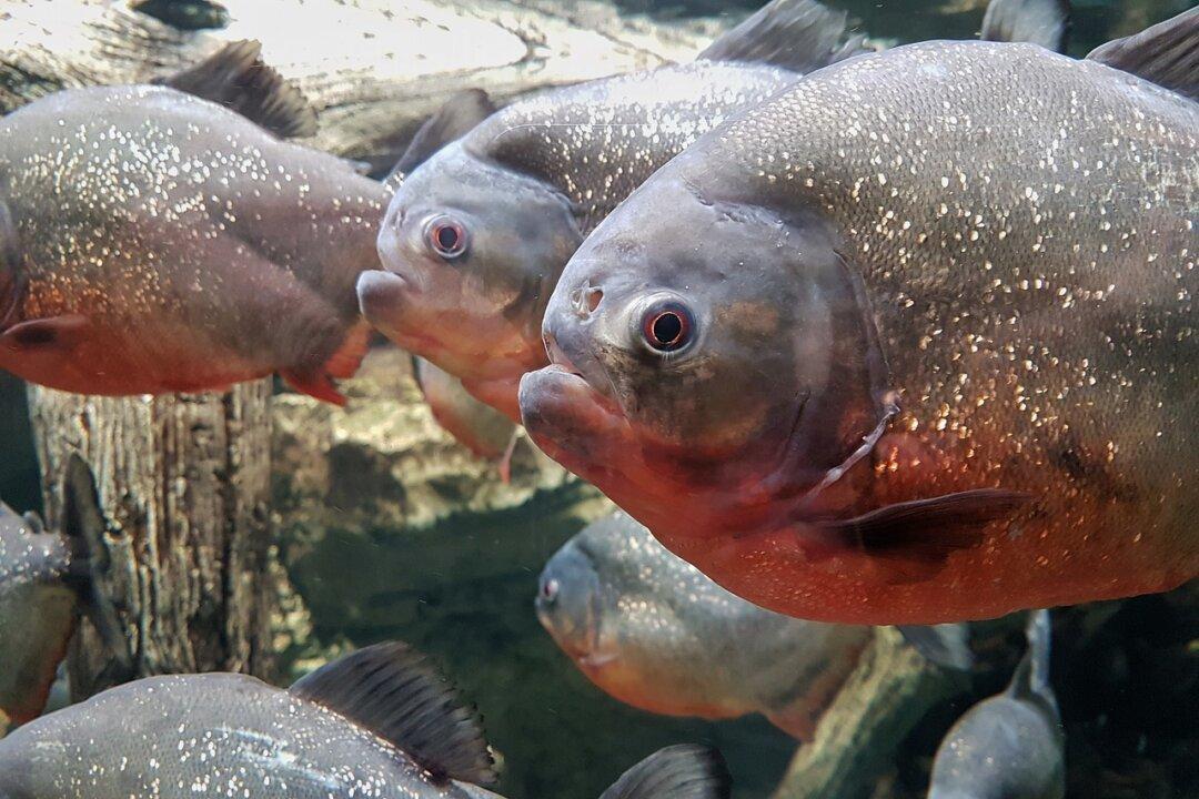 Piranhas Found At English Lake Where Children Paddle, Ducks Have Been Disappearing