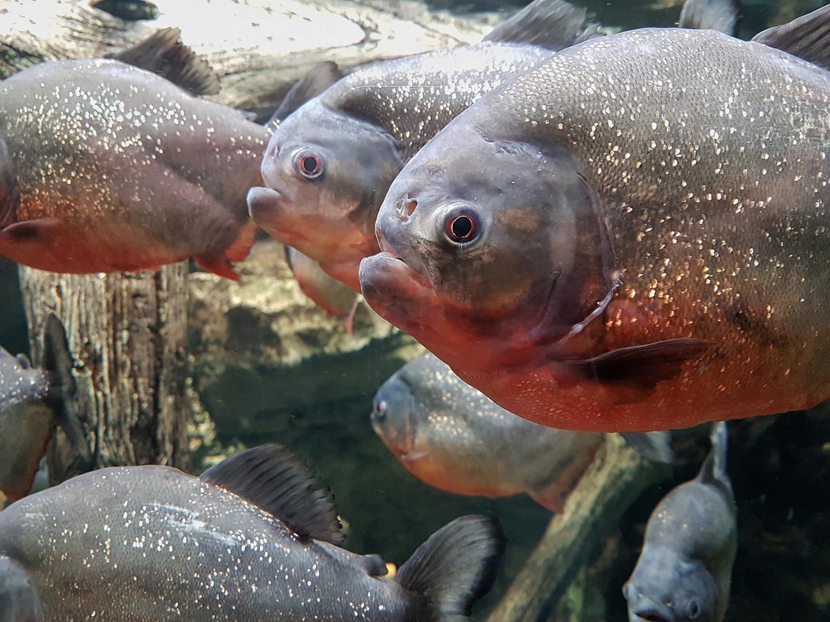 Piranhas Found At English Lake Where Children Paddle, Ducks Have Been Disappearing