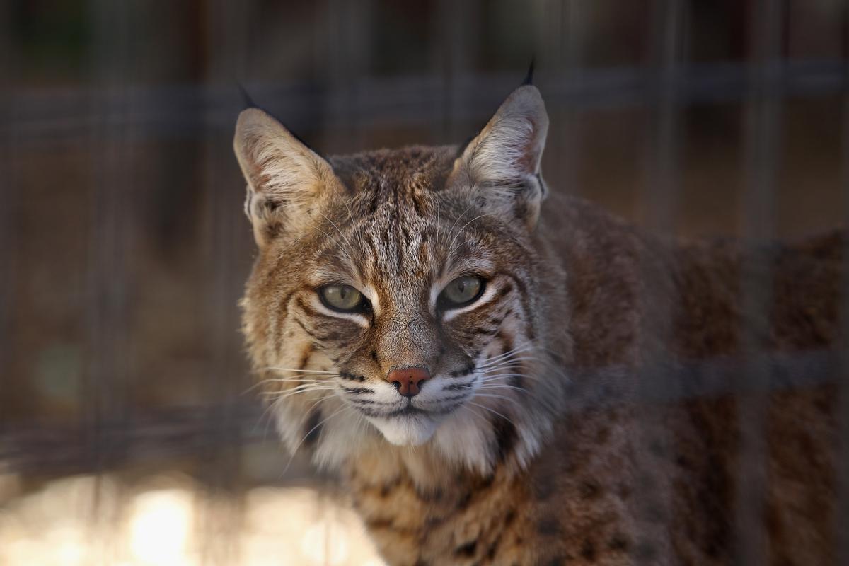 Rabid Bobcat Put Down After Attack on Golfer, Horse