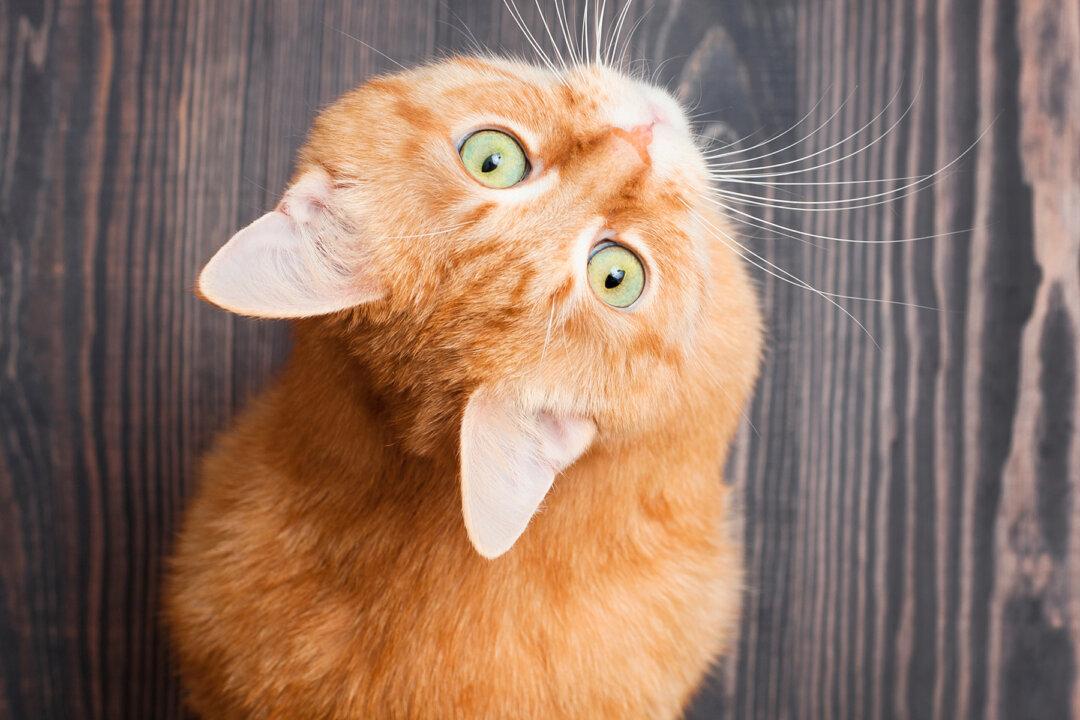 Stray Cat Found with Head Stuck in Roll of Tape Is Unrecognizable After Rescue