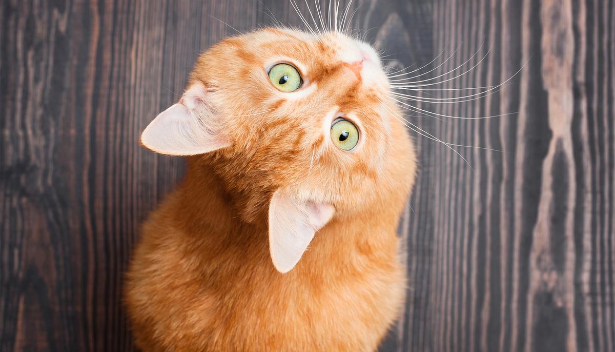 Stray Cat Found with Head Stuck in Roll of Tape Is Unrecognizable After Rescue