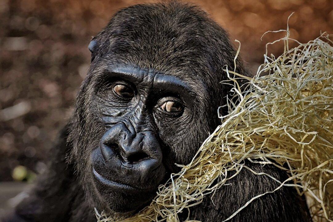 Last of the World’s Critically Endangered Gorillas Pose for Selfies With Anti Poaching Rangers