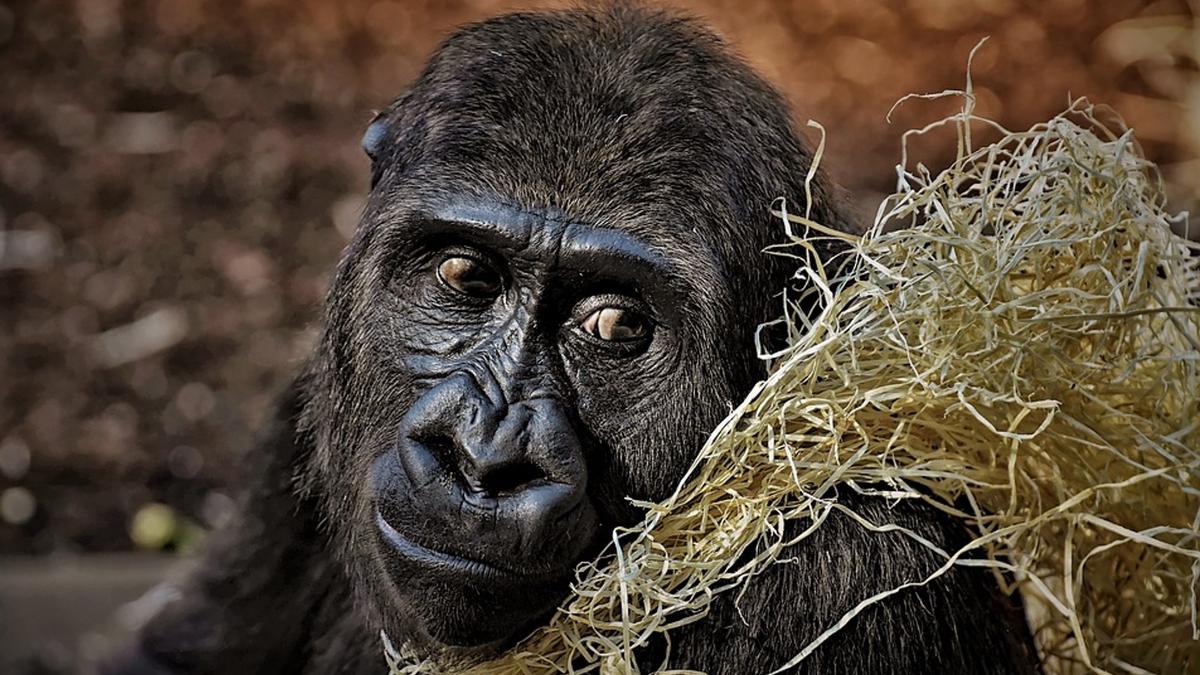Last of the World’s Critically Endangered Gorillas Pose for Selfies With Anti Poaching Rangers