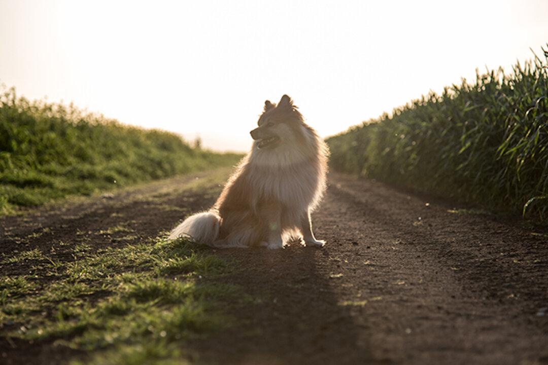 Confused Pup Didn’t Know Owner Was Abandoning Her, Waits 10 Years for His Return