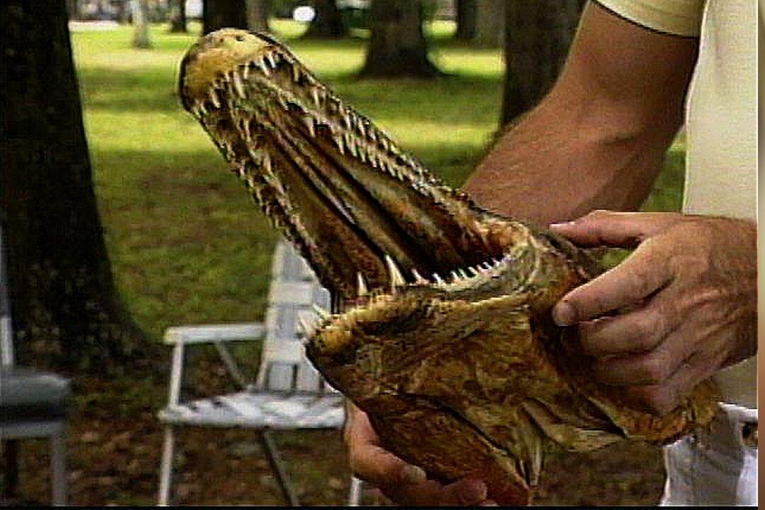 Man Catches 6-Foot ‘Pre-Historic’ Fish While Bowfishing in Oklahoma Lake