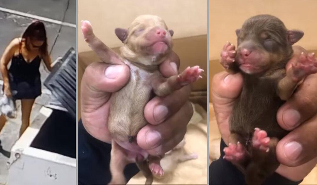 Police Investigate California Woman Suspected of Abandoning Puppies at Dumpster