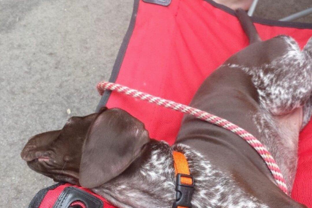 Someone Is Mixing Insecticide into Meat and Poisoning Pet Dogs and Wildlife in Wisconsin Counties