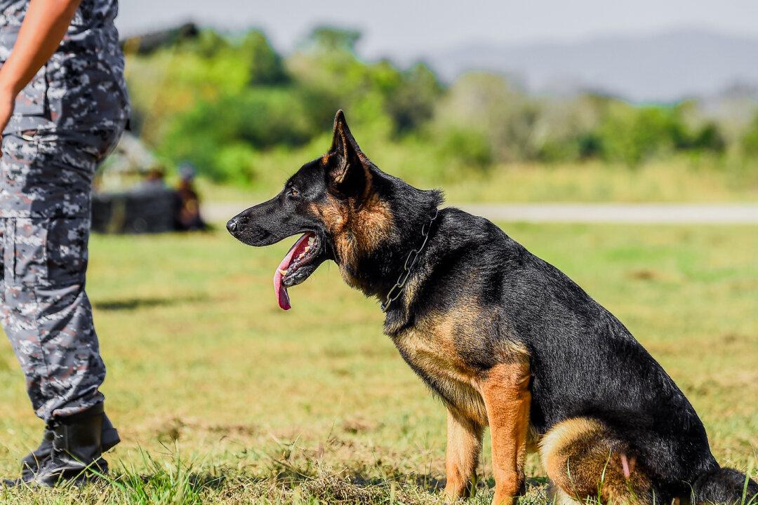 Brave K9 Officer ‘Titan’ Shot by Suspect at Traffic Stop Is on Road to Full Recovery