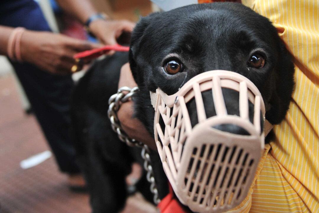 Footage Captures Unleashed Dogs Chasing After 9-Year-Old Boy