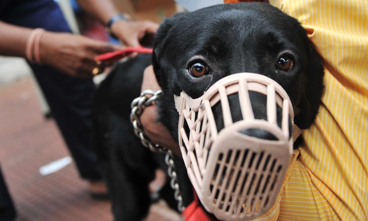 Footage Captures Unleashed Dogs Chasing After 9-Year-Old Boy