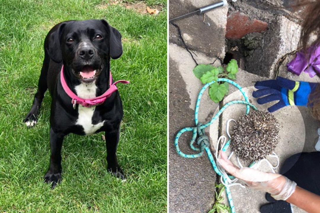 Smart Pup Spots a Prickly Creature Trapped in Drain and Quickly Calls Owner for Help