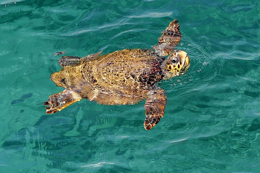 Sea Turtle Returns to Nesting Beach to Lay Eggs, but Finds an Airstrip Instead