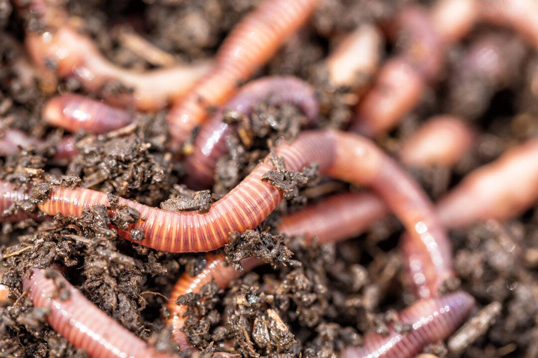 Styrofoam-Eating Worms Could Hold the Solution to Planet’s Plastic Waste Worries