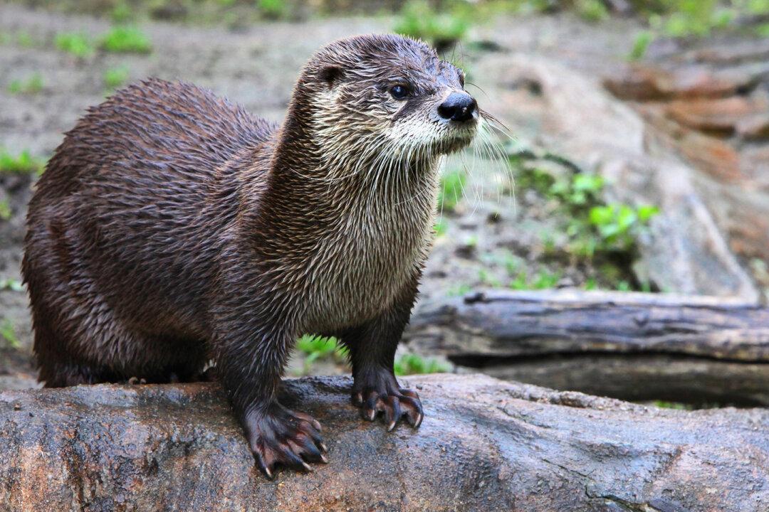 It’s Show Time! Otter Delights Zoo Visitors With Its ‘Professional’ Rock-Juggling Stunt