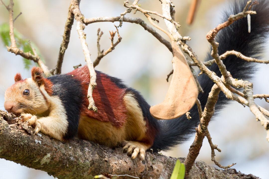 Meet the Most Stylish Squirrels on the Planet—Mind You, They Are Huge!