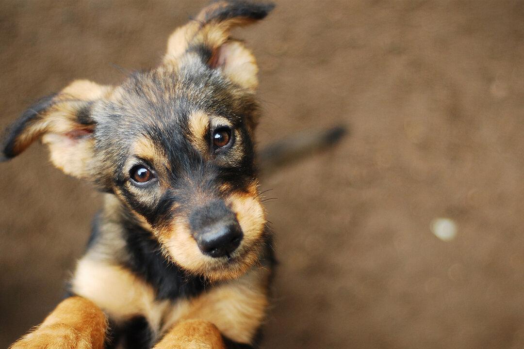 Cops Raid Illegal Pot Farm and Find a ‘Lethargic’ Puppy, End Up Giving Him a Forever Home