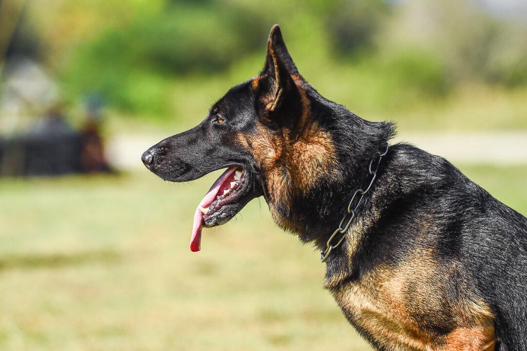Gang Members Almost Succeed in Murdering a Deputy, Then He Unleashes His K-9