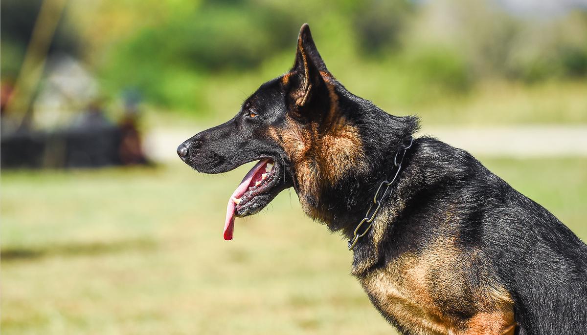 Gang Members Almost Succeed in Murdering a Deputy, Then He Unleashes His K-9